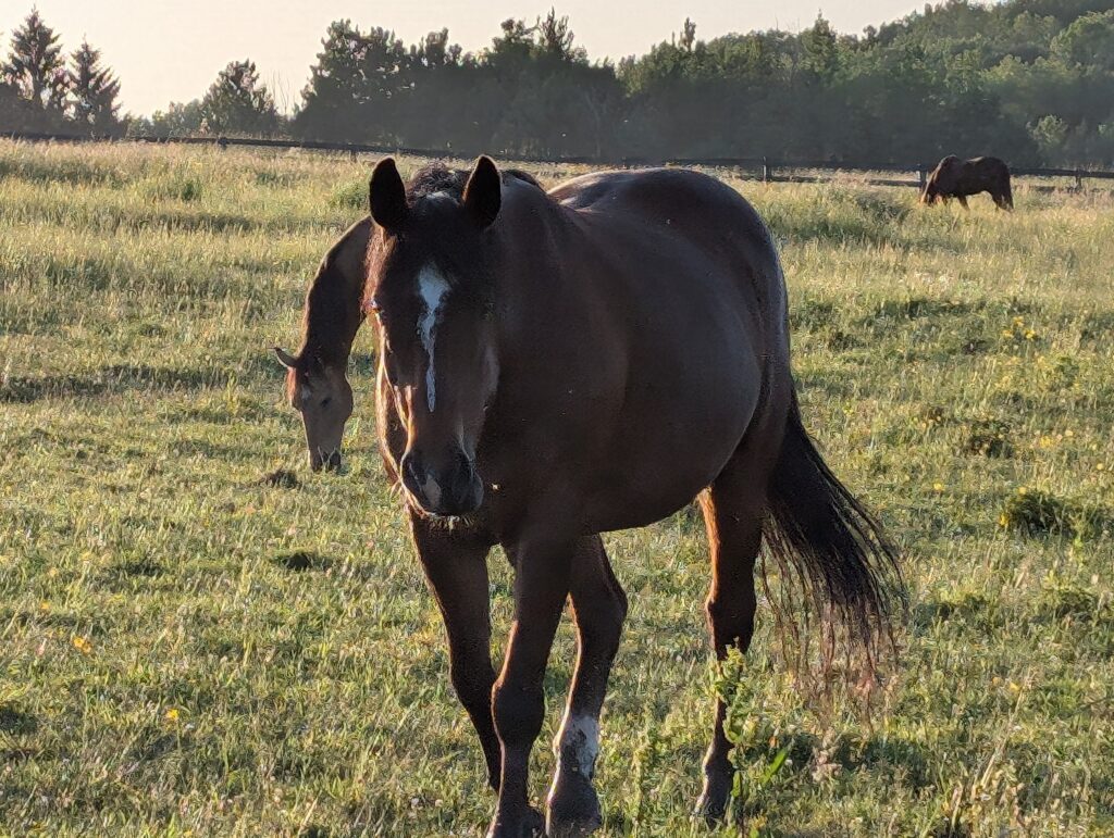 SonnyDaze Ranch Horse Hotel